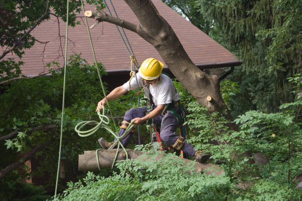 Best Hedge Trimming  in USA