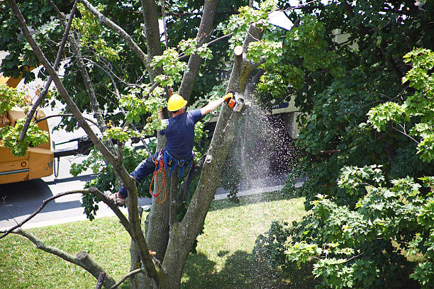 Best Tree Fertilization  in USA