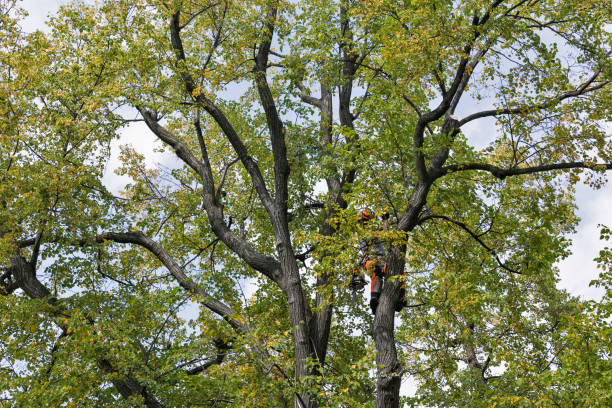 Best Seasonal Cleanup (Spring/Fall)  in USA